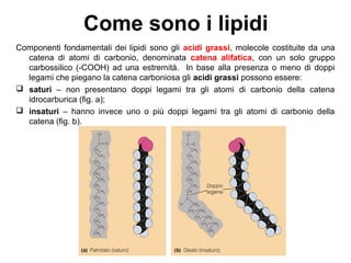 Come sono i lipidi
Componenti fondamentali dei lipidi sono gli acidi grassi, molecole costituite da una
catena di atomi di carbonio, denominata catena alifatica, con un solo gruppo
carbossilico (-COOH) ad una estremità. In base alla presenza o meno di doppi
legami che piegano la catena carboniosa gli acidi grassi possono essere:
 saturi – non presentano doppi legami tra gli atomi di carbonio della catena
idrocarburica (fig. a);
 insaturi – hanno invece uno o più doppi legami tra gli atomi di carbonio della
catena (fig. b).
 