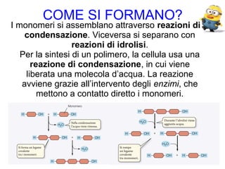 COME SI FORMANO?
I monomeri si assemblano attraverso reazioni di
condensazione. Viceversa si separano con
reazioni di idrolisi.
Per la sintesi di un polimero, la cellula usa una
reazione di condensazione, in cui viene
liberata una molecola d’acqua. La reazione
avviene grazie all’intervento degli enzimi, che
mettono a contatto diretto i monomeri.
 
