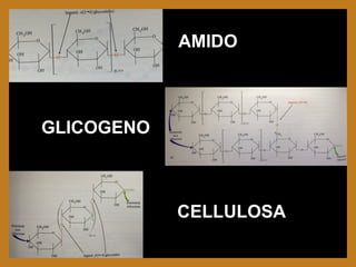 AMIDO
GLICOGENO
CELLULOSA
 
