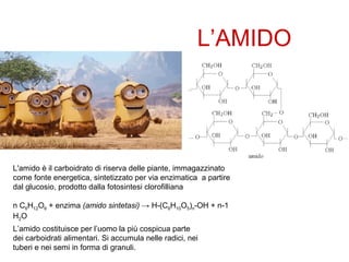 L'amido è il carboidrato di riserva delle piante, immagazzinato
come fonte energetica, sintetizzato per via enzimatica a partire
dal glucosio, prodotto dalla fotosintesi clorofilliana
n C6H12O6 + enzima (amido sintetasi) → H-(C6H10O5)n-OH + n-1
H2O
L’amido costituisce per l’uomo la più cospicua parte
dei carboidrati alimentari. Si accumula nelle radici, nei
tuberi e nei semi in forma di granuli..
L’AMIDO
 