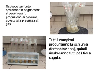 Successivamente,
scaldando a bagnomaria,
si osserverà la
produzione di schiuma
dovuta alla presenza di
gas.
Tutti i campioni
produrranno la schiuma
(fermentazione), quindi
risulteranno tutti positivi al
saggio.
 