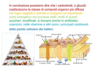 In conclusione possiamo dire che i carboidrati, o glucidi,
costituiscono la classe di composti organici più diffusa
nei regni vegetali e animali e svolgono un importante
ruolo energetico nei processi vitali; molti di questi
zuccheri, modificati, si trovano anche in antibiotici,
coenzimi, nelle vitamine e altri sono i principali costituenti
della parete cellulare dei batteri.
 