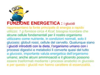 FUNZIONE ENERGETICA : i glucidi
rappresentano la fonte principale di energia a rapido
utilizzo: 1 g fornisce circa 4 Kcal; bisogna ricordare che
alcune cellule fondamentali per il nostro organismo
utilizzano come nutriente, in condizioni normali, solo il
glucosio: globuli rossi, cellule del cervello. Qualunque siano
i glucidi introdotti con la dieta, l’organismo umano con i
processi digestivi e metabolici li converte quasi del tutto
a glucosio, importante valuta energetica dell’organismo
umano; anche alcuni amminoacidi e il glicerolo possono
essere trasformati mediante i processi anabolici in glucosio
e per questo i glucidi non hanno carattere di essenzialità.
 