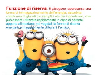 Funzione di riserva: il glicogeno rappresenta una
forma di immagazzinamento dell’energia, assorbita
sottoforma di glucidi più semplici ma più ingombranti, che
può essere utilizzata rapidamente in caso di carente
apporto alimentare; nei vegetali la forma di riserva
energetica maggiormente diffusa è l’amido.
 