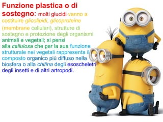 Funzione plastica o di
sostegno: molti glucidi vanno a
costituire glicolipidi, glicoproteine
(membrane cellulari), strutture di
sostegno e protezione degli organismi
animali e vegetali; si pensi
alla cellulosa che per la sua funzione
strutturale nei vegetali rappresenta il
composto organico più diffuso nella
biosfera o alla chitina degli esoscheletri
degli insetti e di altri artropodi.
 