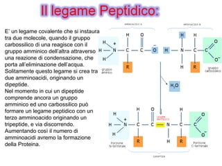 E’ un legame covalente che si instaura
tra due molecole, quando il gruppo
carbossilico di una reagisce con il
gruppo amminico dell’altra attraverso
una reazione di condensazione, che
porta all’eliminazione dell’acqua.
Solitamente questo legame si crea tra
due amminoacidi, originando un
dipeptide.
Nel momento in cui un dipeptide
comprende ancora un gruppo
amminico ed uno carbossilico può
formare un legame peptidico con un
terzo amminoacido originando un
tripeptide, e via discorrendo.
Aumentando così il numero di
amminoacidi avremo la formazione
della Proteina.
 
