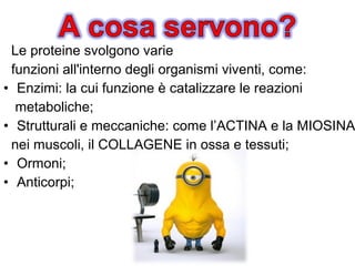 Le proteine svolgono varie
funzioni all'interno degli organismi viventi, come:
• Enzimi: la cui funzione è catalizzare le reazioni
metaboliche;
• Strutturali e meccaniche: come l’ACTINA e la MIOSINA
nei muscoli, il COLLAGENE in ossa e tessuti;
• Ormoni;
• Anticorpi;
 