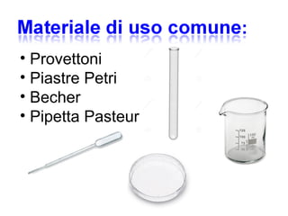 • Provettoni
• Piastre Petri
• Becher
• Pipetta Pasteur
 