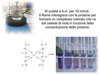 Si scalda a b.m. per 10 minuti.
Il Rame interagisce con le proteine per
formare un complesso colorato che va
dal celeste al viola in funzione della
concentrazione delle proteine.
 