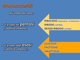 18
Monosaccaridi
I più importanti sono:
 il gruppo dei pentosi
(5 atomi di carbonio)
 il gruppo degli esosi
(6 atomi di carbonio).
RIBULOSIO (importante x la fotosintesi)
RIBOSIO (nell’RNA)
DEOSSI-RIBOSIO (nel DNA)
GLUCOSIO
FRUTTOSIO
GALATTOSIO
 