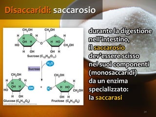 30
durante la digestione
nell’intestino,
il saccarosio
dev’essere scisso
nei suoi componenti
(monosaccaridi)
da un enzima
specializzato:
la saccarasi
Disaccaridi: saccarosio
 