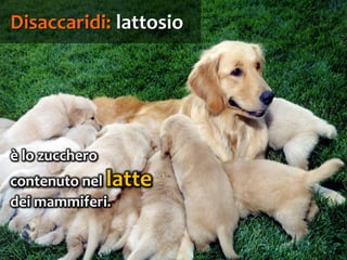 31
è lo zucchero
contenuto nel latte
dei mammiferi.
Disaccaridi: lattosio
 