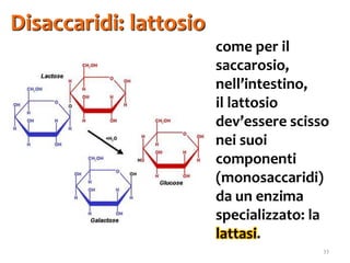 33
come per il
saccarosio,
nell’intestino,
il lattosio
dev’essere scisso
nei suoi
componenti
(monosaccaridi)
da un enzima
specializzato: la
lattasi.
Disaccaridi: lattosio
 