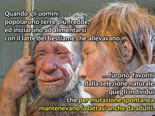 39
Quando gli uomini
popolarono terre più fredde,
ed iniziarono ad alimentarsi
con il latte del bestiame che allevavano…
…furono favoriti
dalla selezione naturale
quegli individui
che per mutazione spontanea
mantenevano la lattasi anche da adulti.
 