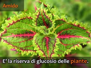49
E’ la riserva di glucosio delle piante.
Amido
 