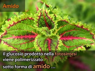 50
Il glucosio prodotto nella fotosintesi
viene polimerizzato
sotto forma di amido …
Amido
 