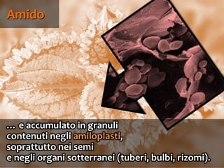 52
Amido
… e accumulato in granuli
contenuti negli amiloplasti,
soprattutto nei semi
e negli organi sotterranei (tuberi, bulbi, rizomi).
 
