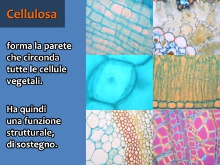 59
forma la parete
che circonda
tutte le cellule
vegetali.
Ha quindi
una funzione
strutturale,
di sostegno.
Cellulosa
 