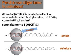 62
Gli enzimi (amilasi) che scindono l’amido
separando le molecole di glucosio di cui è fatto,
come tutti gli enzimi,
sono altamente specifici.
Perché non digeriamo
la cellulosa?
amido
cellulosa
amido
 
