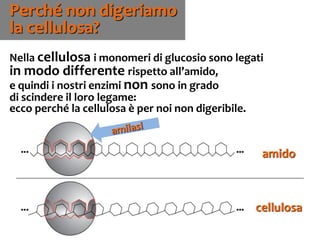 63
Nella cellulosa i monomeri di glucosio sono legati
in modo differente rispetto all’amido,
e quindi i nostri enzimi non sono in grado
di scindere il loro legame:
ecco perché la cellulosa è per noi non digeribile.
Perché non digeriamo
la cellulosa?
amido
cellulosa
amido
 