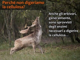 64
Anche gli erbivori,
generalmente,
sono sprovvisti
degli enzimi
necessari a digerire
la cellulosa…
Perché non digeriamo
la cellulosa?
 