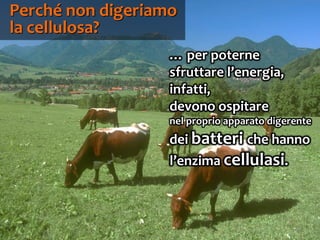 65
… per poterne
sfruttare l’energia,
infatti,
devono ospitare
nel proprio apparato digerente
dei batteri che hanno
l’enzima cellulasi.
Perché non digeriamo
la cellulosa?
 