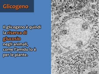 72
Il glicogeno è quindi la
riserva di glucosio
negli animali,
come l’amido lo è
per le piante.
Glicogeno
 