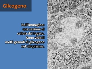 73
Nell’immagine:
una sezione di
cellula del fegato.
Sono visibili
molti granuli di
glicogeno
nel citoplasma.
Glicogeno
 