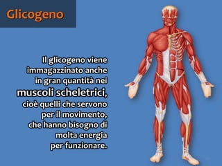74
Il glicogeno viene
immagazzinato anche
in gran quantità nei
muscoli scheletrici,
cioè quelli che servono
per il movimento,
che hanno bisogno di
molta energia
per funzionare.
Glicogeno
 
