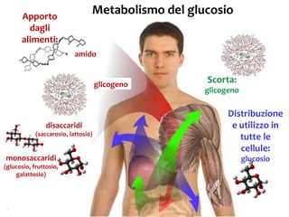 75
Metabolismo del glucosio
glicogeno
amido
disaccaridi
(saccarosio, lattosi0)
monosaccaridi
(glucosio, fruttosio,
galattosio)
Scorta:
glicogeno
Distribuzione
e utilizzo in
tutte le
cellule:
glucosio
Apporto
dagli
alimenti:
 