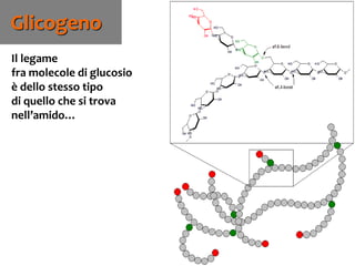 76
Il legame
fra molecole di glucosio
è dello stesso tipo
di quello che si trova
nell’amido…
Glicogeno
 