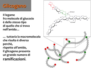 77
Il legame
fra molecole di glucosio
è dello stesso tipo
di quello che si trova
nell’amido…
… tuttavia la macromolecola
che risulta è diversa
perchè,
rispetto all’amido,
il glicogeno presenta
un grande numero di
ramificazioni.
Glicogeno
 