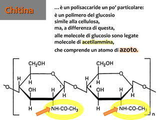 79
Chitina …è un polisaccaride un po’ particolare:
è un polimero del glucosio
simile alla cellulosa,
ma, a differenza di questa,
alle molecole di glucosio sono legate
molecole di acetilammina,
che comprende un atomo di azoto.
 