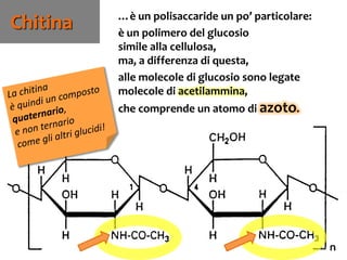 80
Chitina …è un polisaccaride un po’ particolare:
è un polimero del glucosio
simile alla cellulosa,
ma, a differenza di questa,
alle molecole di glucosio sono legate
molecole di acetilammina,
che comprende un atomo di azoto.
 