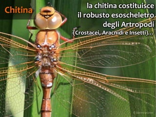 81
Chitina
la chitina costituisce
il robusto esoscheletro
degli Artropodi
(Crostacei, Aracnidi e Insetti)…
 
