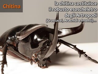 82
Chitina
la chitina costituisce
il robusto esoscheletro
degli Artropodi
(Crostacei, Aracnidi e Insetti)…
 