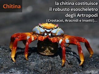 83
Chitina
la chitina costituisce
il robusto esoscheletro
degli Artropodi
(Crostacei, Aracnidi e Insetti)…
 