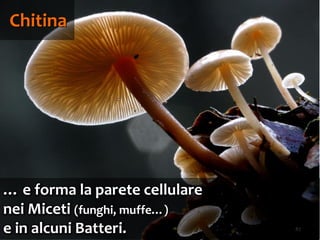 87
Chitina
… e forma la parete cellulare
nei Miceti (funghi, muffe…)
e in alcuni Batteri.
 