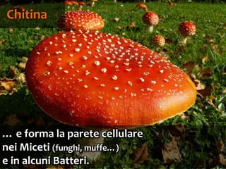 88
Chitina
… e forma la parete cellulare
nei Miceti (funghi, muffe…)
e in alcuni Batteri.
 
