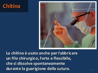 91
Chitina
La chitina è usata anche per fabbricare
un filo chirurgico, forte e flessibile,
che si dissolve spontaneamente
durante la guarigione della sutura.
 