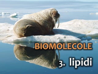 1
BIOMOLECOLE
3. lipidi
 