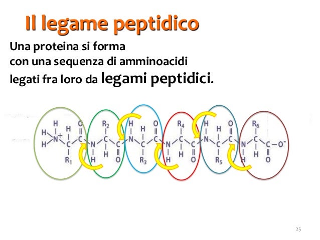 Come Si Forma Il Legame Peptidico Biomolecole 4. proteine