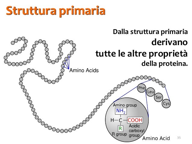 Biomolecole 4. proteine