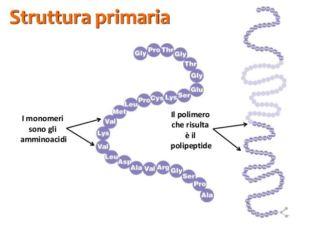 Risultati immagini per struttura primaria