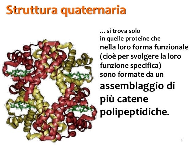 Risultati immagini per immagini di proteine struttura quaternaria