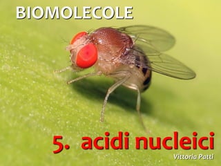 1
5. acidi nucleici
BIOMOLECOLE
Vittoria Patti
 