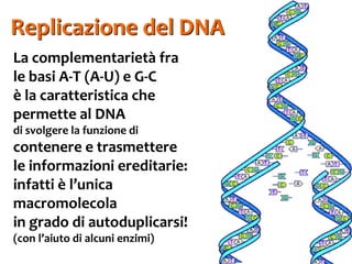 Biomolecole 5. acidi nucleici | PDF