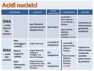 Biomolecole 5. acidi nucleici | PDF