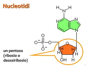 Struttura Ribosio Biomolecole 5. acidi nucleici | PDF