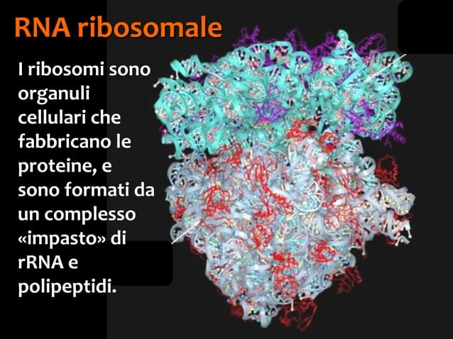 Biomolecole 5. acidi nucleici